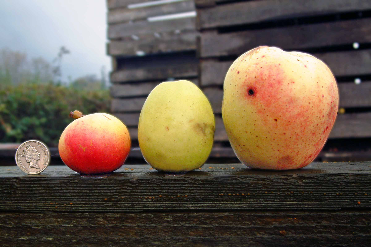 In the Heart of the Harvest The Diverse World of Cider Apples