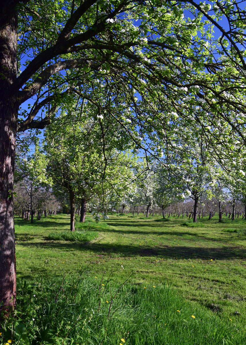 Pear and Ginger Cake – Dunkertons Cider