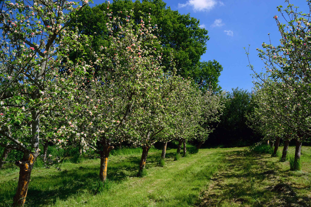 Orchard Update June 2021