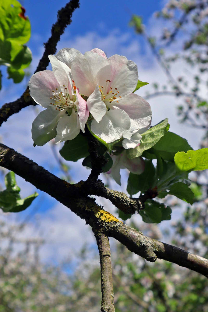 Orchard Update May 2022