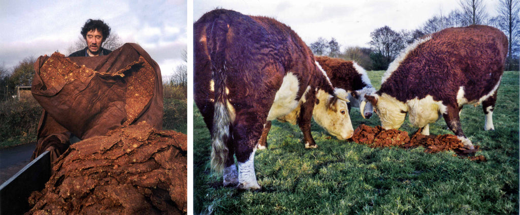 Pomace and Hereford Cattle - Pembridge Memories
